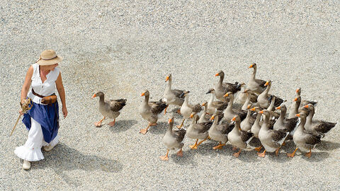 Mädchen treibt Gänse zusammen.