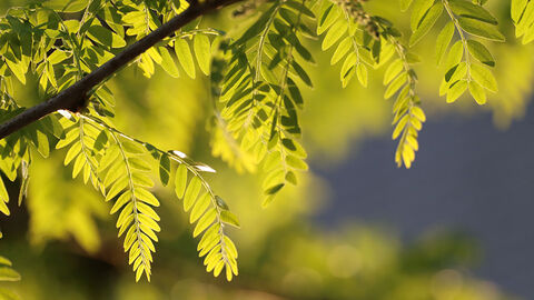Ast mit Blättern einer Robinie.