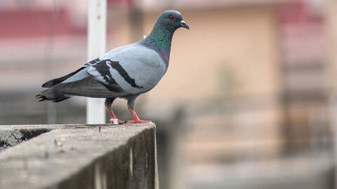 Eine Taube sitzt auf einer steinernen Balkonbrüstung.