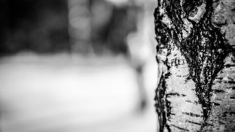 SW-Aufnahme eines Ausschnitte eines Birkenstamms.