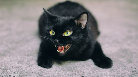 Schwarze Katze faucht.