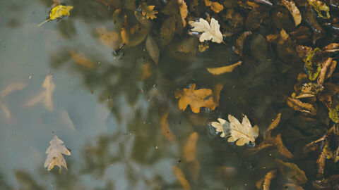 Eichenlaub schwimmt auf einer Wasseroberfläche.