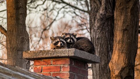 Zwei Waschbären sitzen auf einem Schornstein