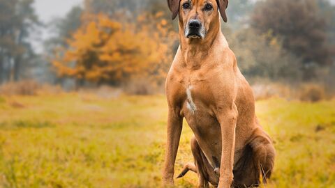 Rhodesian Ridgebeck 