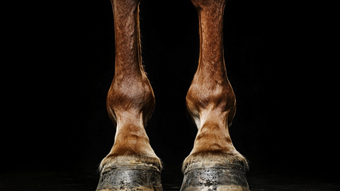 Zwei Beine eines Pferdes