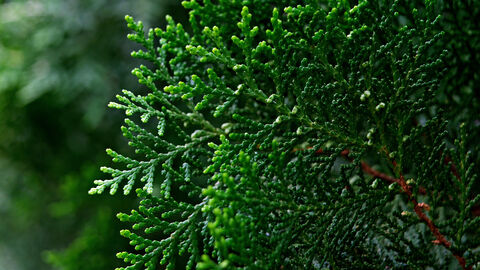 Ast in einer Thuja-Hecke.